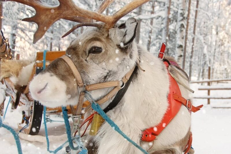 Levi: Reindeer Sleigh Ride Tour in Snowy Forest - Who Should Consider This Tour?