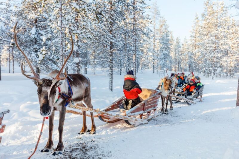 Levi: Reindeer Sleigh Ride Tour in Snowy Forest - Final Thoughts