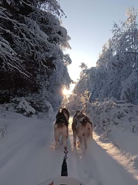 Levi: Self-Drive 2 KM Husky Sledding Experience - What to Expect from the Experience