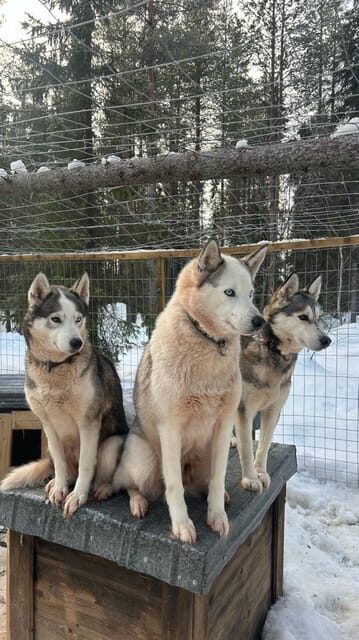 Levi: Self-Drive 5 KM Husky Sledding Experience - Why This Husky Experience Stands Out