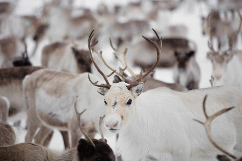 Levi: Traditional Reindeer Husbandry Experience - An Up-Close Look at the Reindeer Husbandry Experience