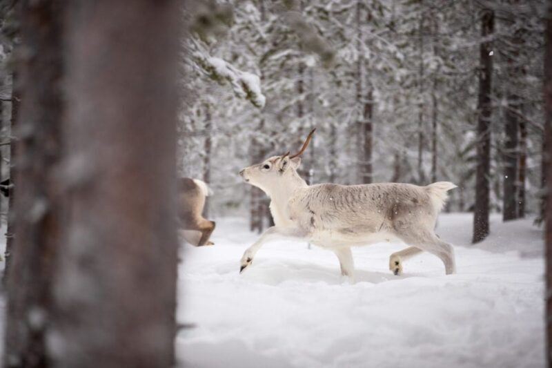 Levi: Traditional Reindeer Husbandry Experience - What Do Past Travelers Say?