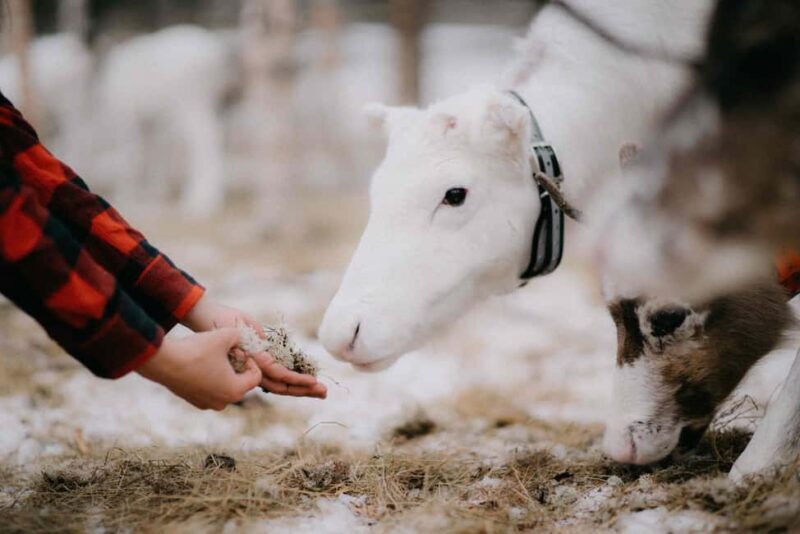 Levi Wilderness Twilight Adventure - The Northern Lights Opportunity
