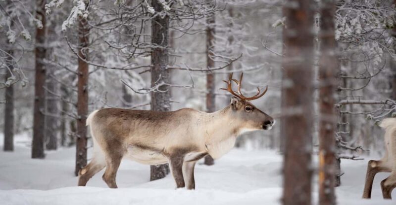 Levi: Winter Highlights Family Day - Who Will Love This Tour?
