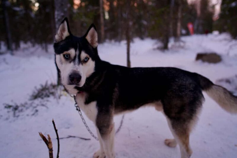 Levi: Winter Wilderness Husky & Reindeer Safari Combo Tour - What to Expect from the Tour
