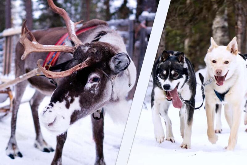 Levi: Winter Wilderness Husky & Reindeer Safari Combo Tour - The Value for Money