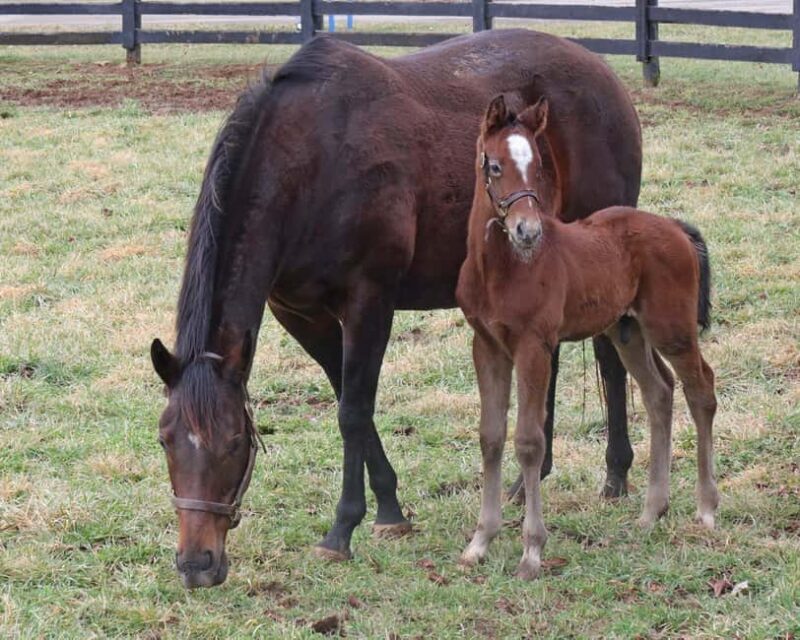 Lexington: Thoroughbred Horse Farm Tour and Scenic Bluegrass - The Value for Your Money