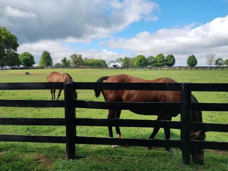 Lexington: Thoroughbred Horse Farm Tour and Scenic Bluegrass - FAQs