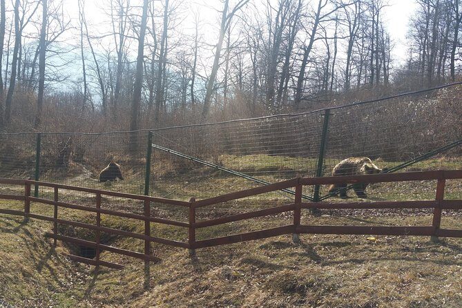 LiBearty Bear Sanctuary Zarnesti Small-Group Trip from Brasov - The Experience in Detail