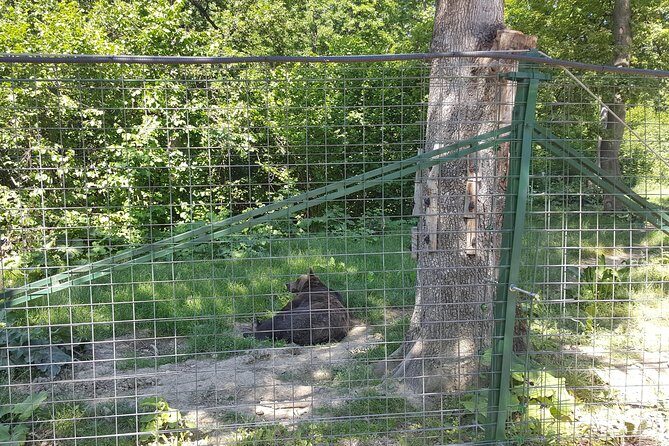 LiBearty Bear Sanctuary Zarnesti Small-Group Trip from Brasov - FAQ