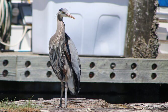 Liberty Bay Wildlife Kayaking - The Experience in Detail