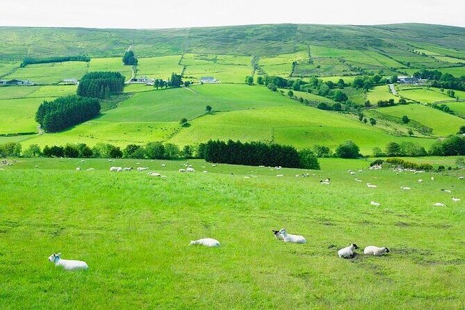 Liberty Irish Tours Dublin City & Wicklow Mountains Luxury Car Shore Excursion - The Transport and Logistics