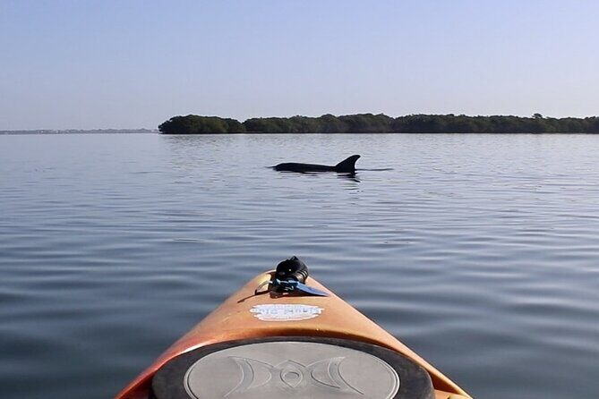 Lido Key Pedal Kayak Tour in Sarasota - Why This Tour Is Worth Considering