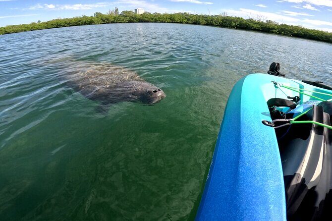 Lido Key Pedal Kayak Tour in Sarasota - Who Should Consider This Tour?