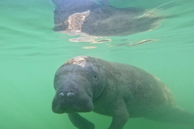 Lido Key Pedal Kayak Tour in Sarasota - Final Thoughts