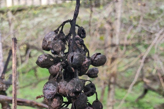 Lifestyle of The Ancient Rich: Domus & Villa in Pompeii, Oplontis and Boscoreale - The Sum Up