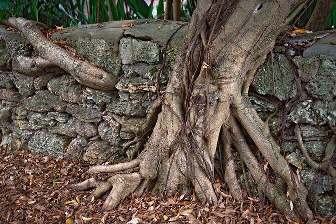 Lil Bahamas Coconut Grove Tour - What’s Included and Practical Details