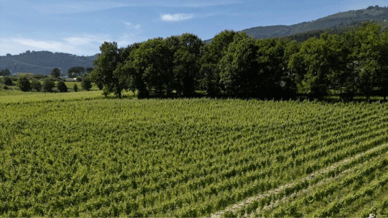 Lima Valley Tour with Vinho Verde Tasting - Final Thoughts