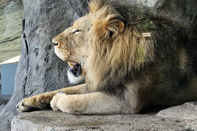 Lincoln Park Nature Museum & Zoo Private Walking Tour - Exploring Chicago’s Lincoln Park: A Detailed Look at the Nature, Zoo, and Conservatory Tour