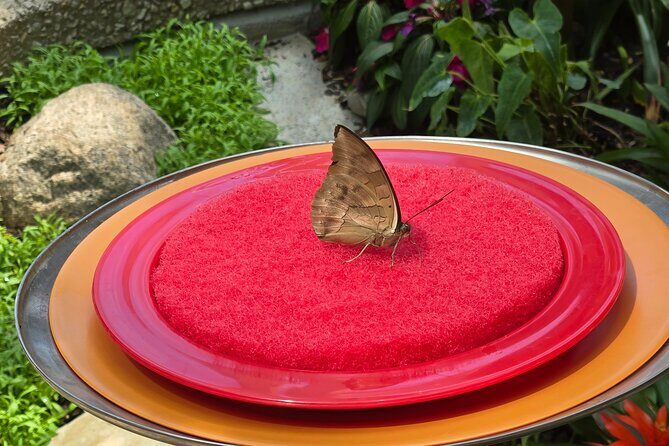 Lincoln Park Nature Museum & Zoo Private Walking Tour - FAQ