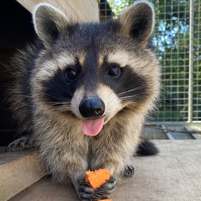 Lincolnshire: ARK Wildlife and Dinosaur Park Entry Ticket - What Is the ARK Wildlife and Dinosaur Park?