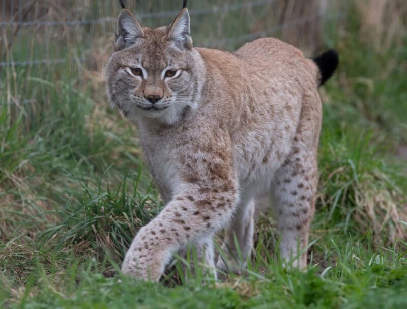 Lincolnshire: ARK Wildlife and Dinosaur Park Entry Ticket - Food, Drink, and Facilities