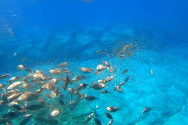 Lindos: 3Hour Hippo Submarine with Swim Stop at Navarone Bay - The Downsides to Keep in Mind