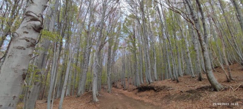 Linguaglossa: North Etna Guided Forest Walking Tour - What’s Included and What’s Not