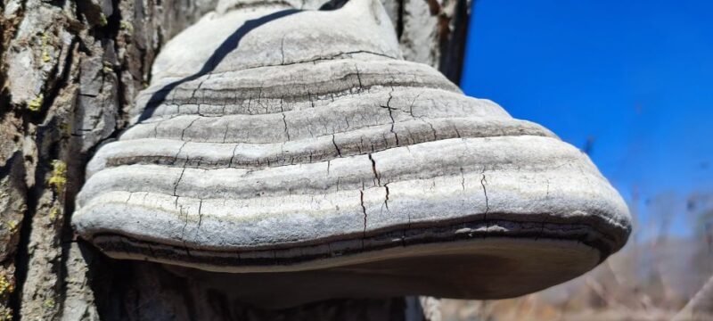 Linguaglossa: North Etna Guided Forest Walking Tour - The Experience on the Ground