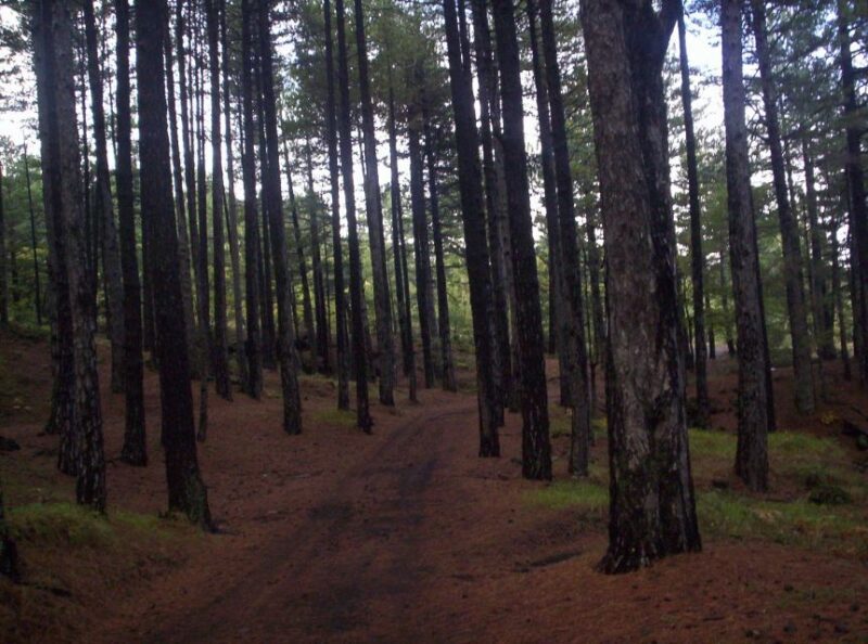 Linguaglossa: North Etna Guided Forest Walking Tour - Practical Tips for Your Visit