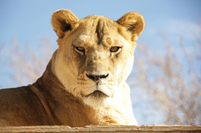 Lion Habitat Ranch Admission Ticket in Las Vegas - Key Points