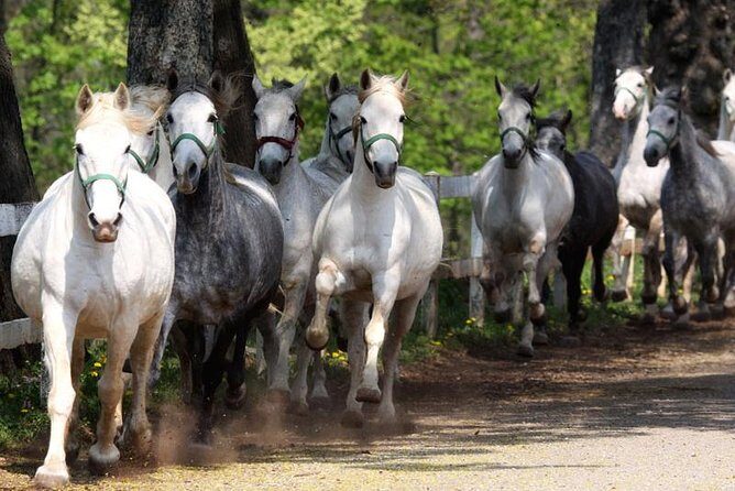 Lipica Stud Farm and Skocjan Caves from Koper - In-Depth Look at the Tour Experience