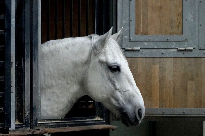 Lipica Stud Farm & Skocjan Caves - Small Group Tour from Koper - A Closer Look at the Tour Experience