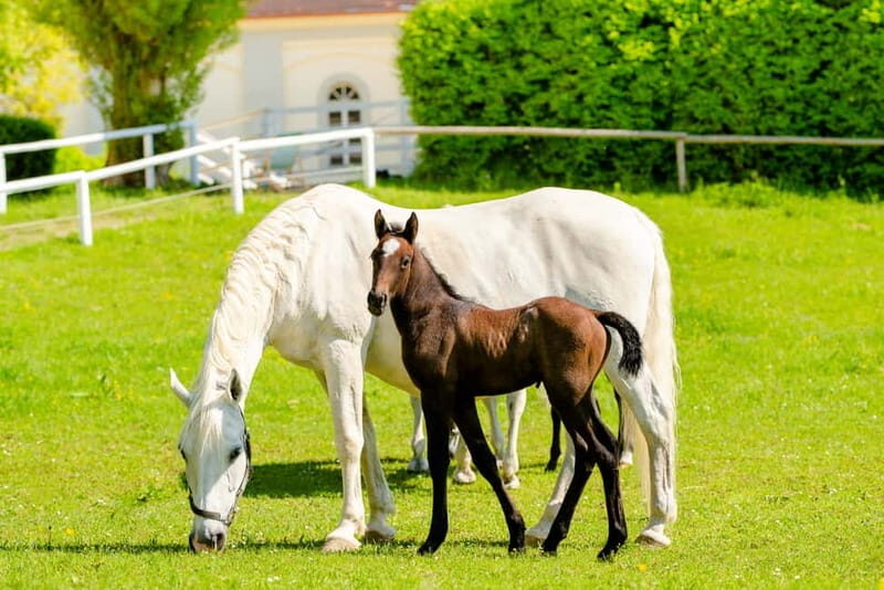 Lipizzaner Stud Piber: Guided Tour - Key Points