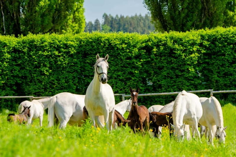 Lipizzaner Stud Piber: Guided Tour - What to Expect at Lipizzaner Stud Piber