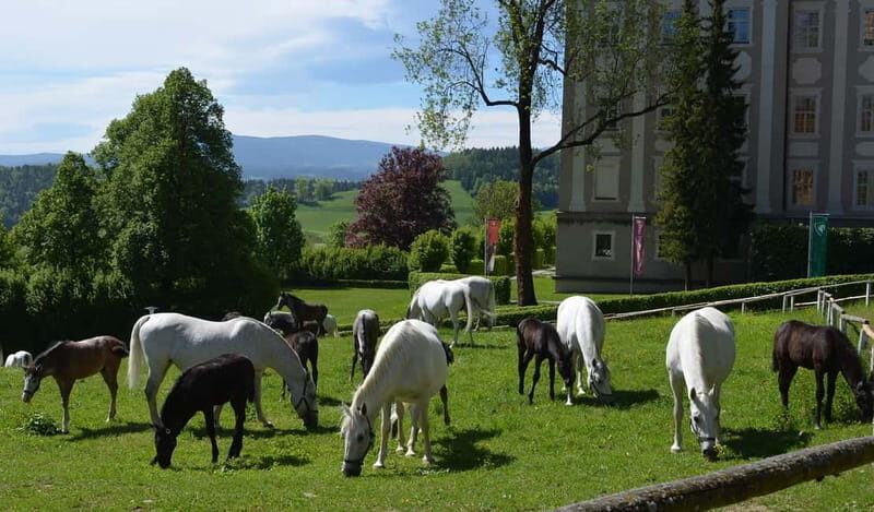 Lipizzaner Stud Piber: Independent Visit - Key Points