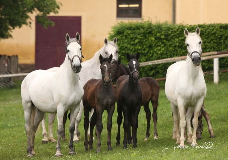 Lipizzaner Stud Piber: Independent Visit - How the Visit Is Structured