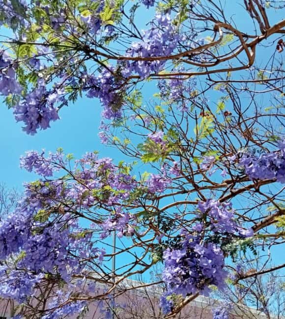 Lisbon: A guided olfactory and historical tour - FAQs