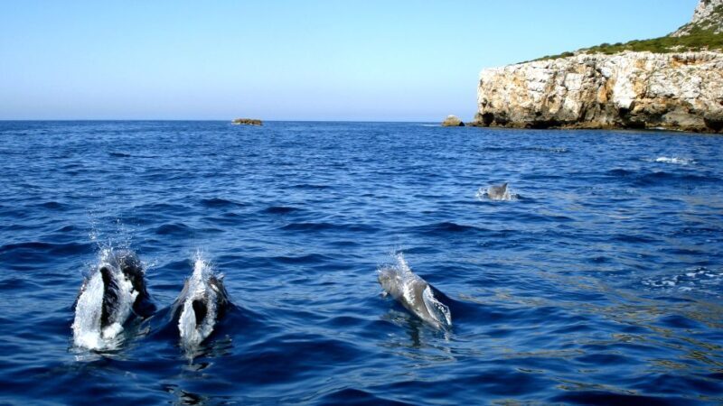 Lisbon: Arrábida Natural Park Dolphin Watching Boat Tour - Introduction: What to Expect from this Dolphin Watching Tour
