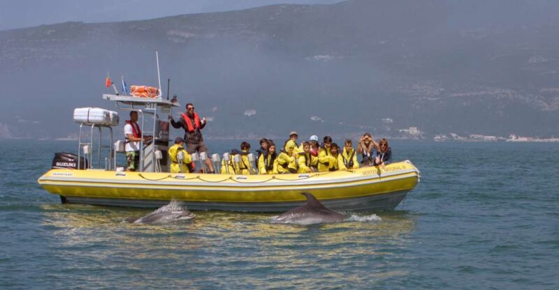 Lisbon: Arrábida Natural Park Dolphin Watching Boat Tour - The Wildlife Experience: Real Encounters and Expectations