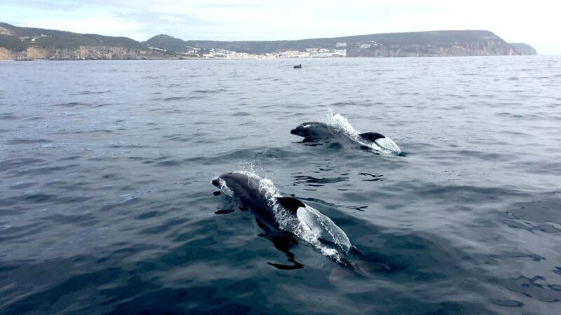 Lisbon: Arrábida Natural Park Dolphin Watching Boat Tour - Value for Money: Whats Included and Whats Not