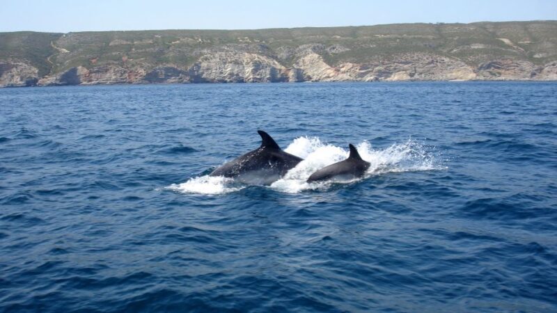 Lisbon: Arrábida Natural Park Dolphin Watching Boat Tour - Practical Tips to Make the Most of Your Tour