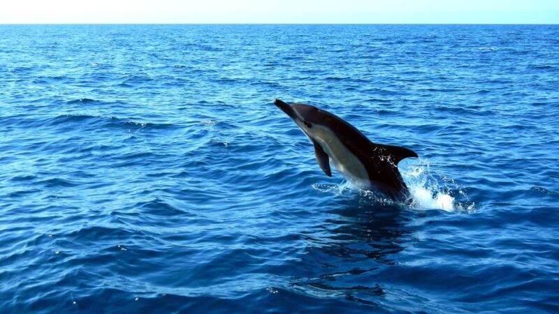 Lisbon: Arrábida Natural Park Dolphin Watching Boat Tour - FAQ