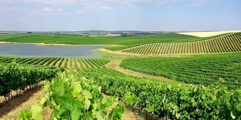 Lisbon: Arrábida Natural Park, Setúbal, and Azeitão Day Trip - An Honest Look at the Tour Experience