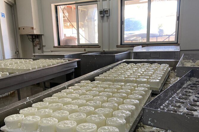 Lisbon Cheese Factory Visit, Wine Tasting and Tile Painting Tour - Is This Tour Right for You?