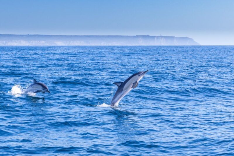 Lisbon: Dolphin Watching Boat Tour with Welcome Coffee - An In-Depth Look at the Lisbon Dolphin Watching Tour
