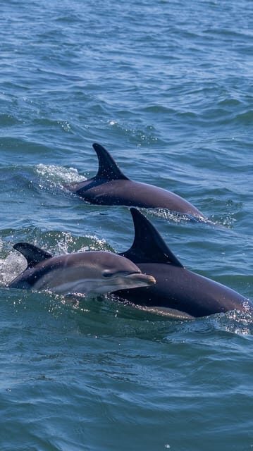 Lisbon: Dolphin Watching Boat Tour with Welcome Coffee - FAQs about the Lisbon Dolphin Watching Boat Tour