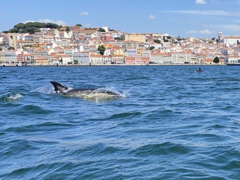 Lisbon: Dolphin Watching Boat Tour with Welcome Coffee - Final Word
