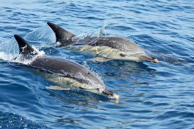Lisbon Dolphin Watching with a Marine Biologist in a Small Group - What to Expect from the Tour