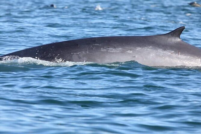 Lisbon Dolphin Watching with a Marine Biologist in a Small Group - What We Love About This Experience